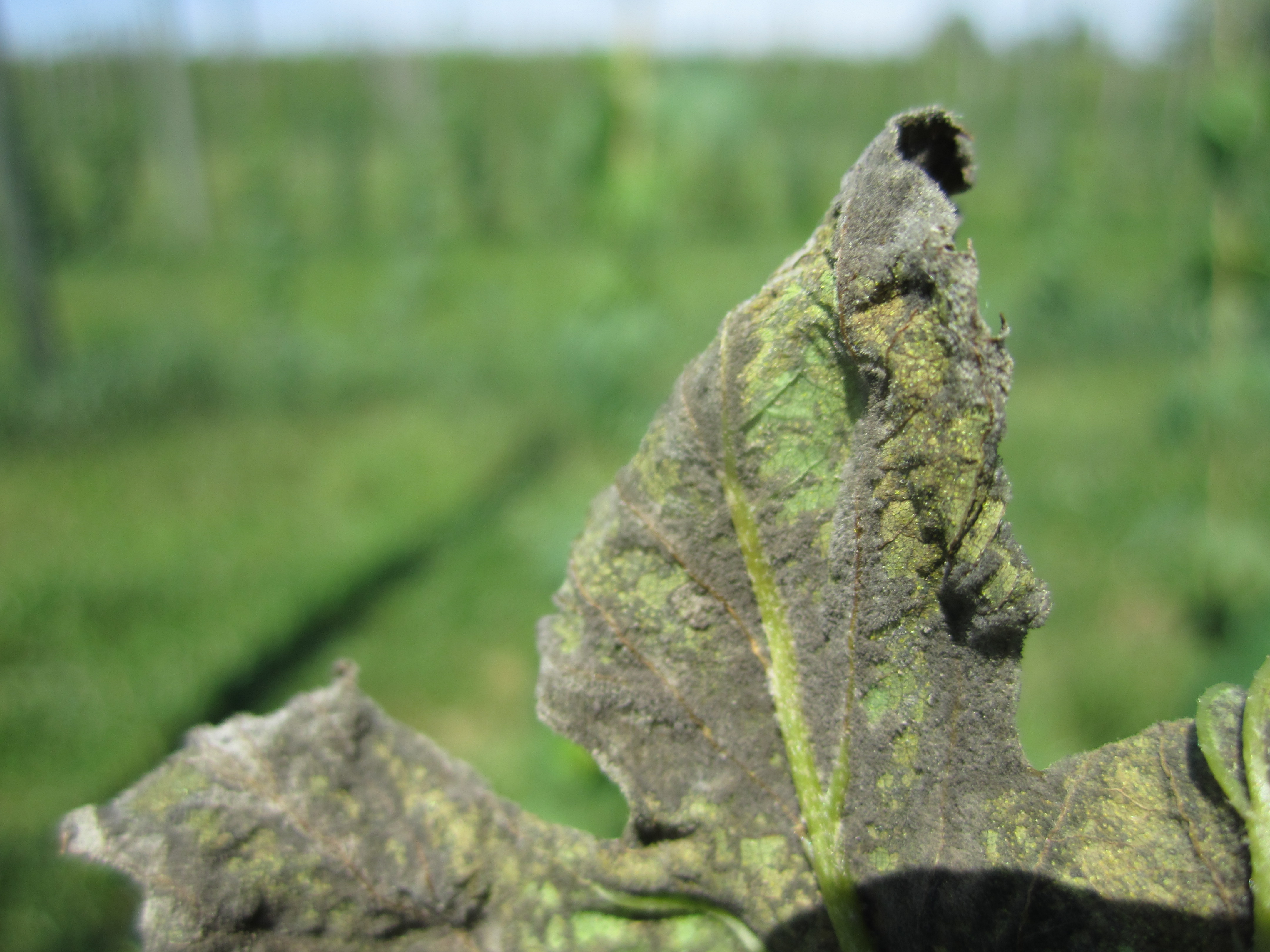 Downy mildew pathogen producing spores on the underside of a hop leaf.